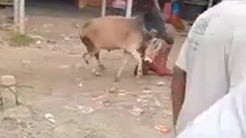 funny cow vs man