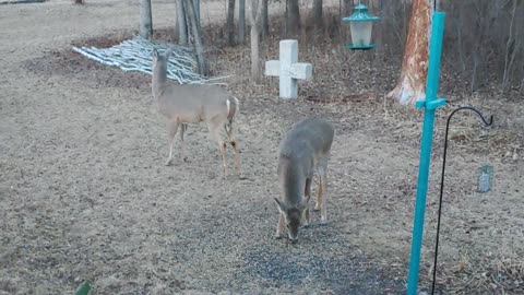 Deer antics