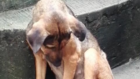 Tired Pup Sleeps on Stairs