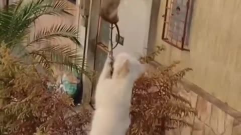 Funny animals 😄hub, funny animals club, 🤣, funny animals dancing 💃😄, funny animals fighting 😄