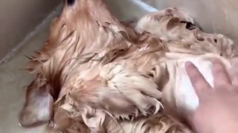 Funny dog playing dead after shower