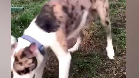 Cats and Dogs 2022 / Funniest Animals Video