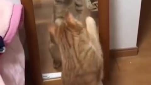 Aww 🐱 Cat Reaction Videos