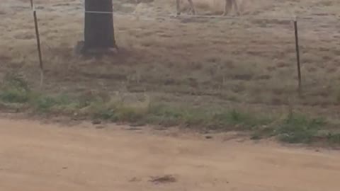 Grandpa mounts a horse - Horse no likey