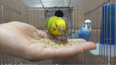 my budgies have started eating from my hand