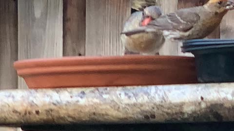 Momma the Original Female Northern Cardinal