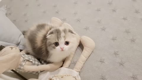 Short leg kitten....So cute