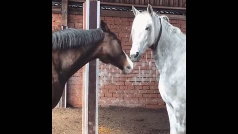 kiss without giving,^^Cute and funny horse clip part 2, watch don't laugh ^^