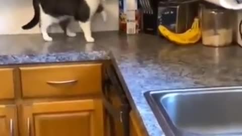 The banana messed with the wrong cat