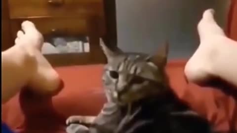 funny animal and kids video part 7. weird cat