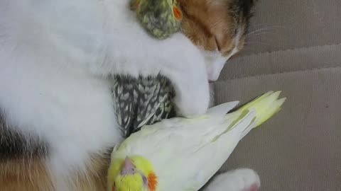 Cute Birds Cuddled by Cat