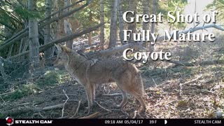 Highlights from 4 years of Stealth Cams on Sasquatch Structures