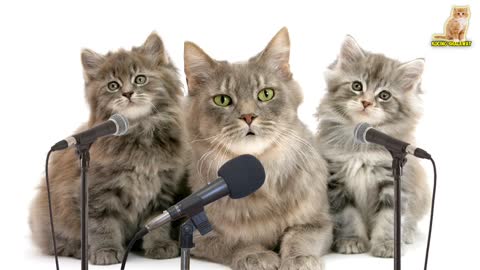 Three cats singing