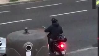 Lazy Dog Would Much Rather Go On A Scooter Ride