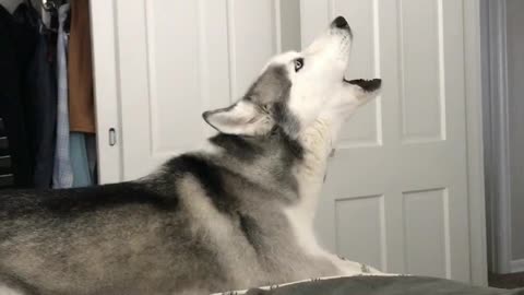 Husky Has Dramatic Reaction To Owner’s ‘I Love You’ Expression