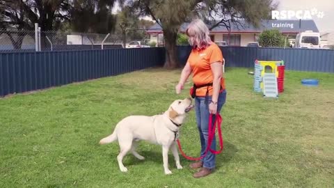 Free Dog Training-Teach your dog to sit and drop