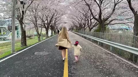 Running under sakura snow