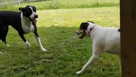 Collab copyright protection - 2 black and white dog chasing fail