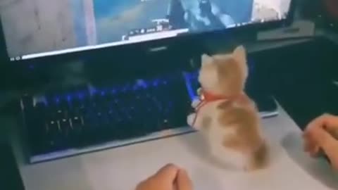 Cat became pro player in pubg 🤣 #youtubeshorts #shorts