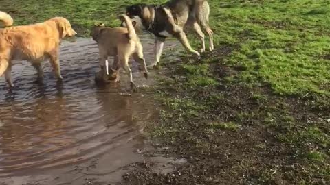 Happy dogs play in mud puddle at park