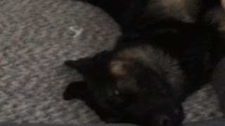 German Shepherd Takes a Nap