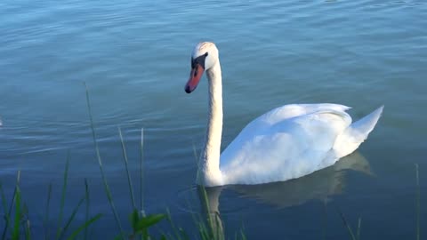 Beautiful white swan with red beak swimming in lake
