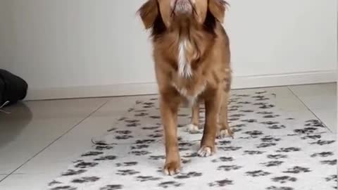 Dog balance thing on his head funny dog video