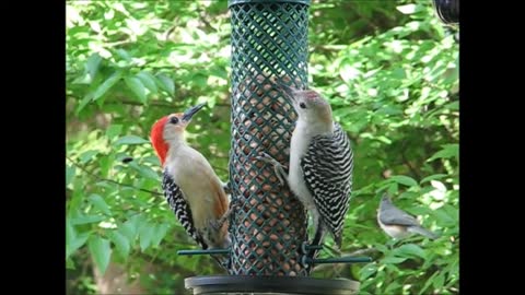 Baby Birds in our Garden