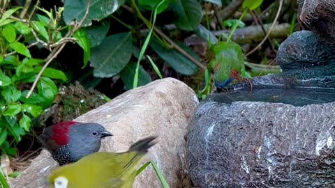 🤩Fantastic Aviary Birds🤩