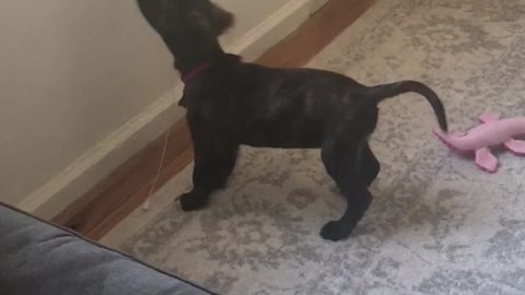 Puppy plays with string on shades