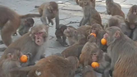Feeding orange to Monkey