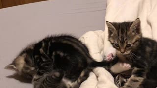 Kitty wrestling