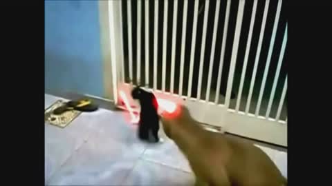 Jedi Cat-Epic Battle Between Cat And Dog With Lightsaber