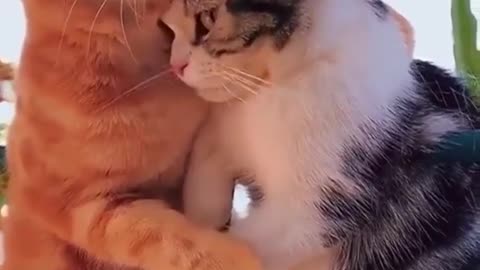 Cats Most Emotional Moments showing love - Funny and Cute Cat's Life