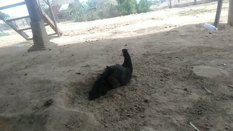 The hen playing with the ground looks like it is having a lot of fun