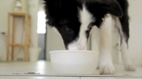 Dog jogging to drink milk