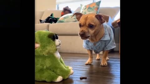 Cute And Funny Pets / Try Not To Laugh 😂 To This Pets Compilation