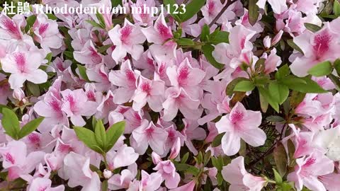 杜鵑 Rhododendron, mhp1123, Feb 2021