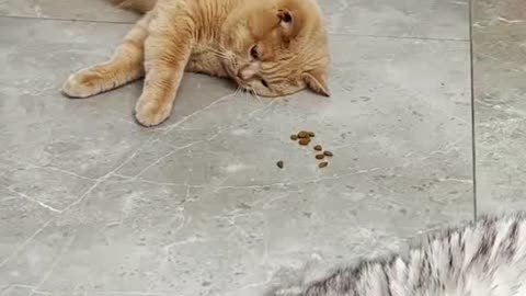 Funny cute cat