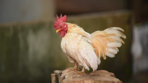 Rooster trying to imitate