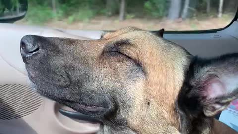 Malinois blissfully enjoys going for a ride.