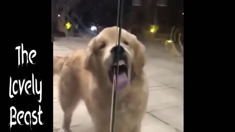 Dog Struggles to Open the Door 🤣😂