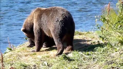 Alaskan cute brown bears hunting and playing at a wildlife refuge