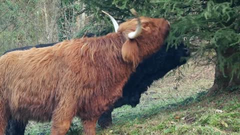 Footage Of Bison Eating Together in garden