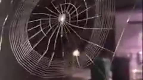 Spider making a 'perfect' web in seconds. Rare footage and it's really unbelivable