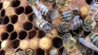 Working bees