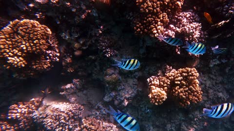 Fish school of striped sergeant major swimming on coral reef in warm water tropical ocean