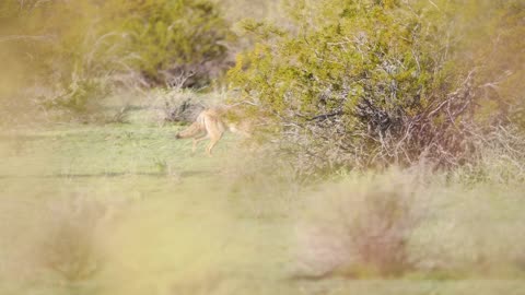 Coyote in North Phoenix