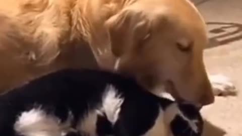 The cat loves the dog.