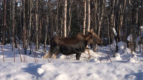 Moose by the house